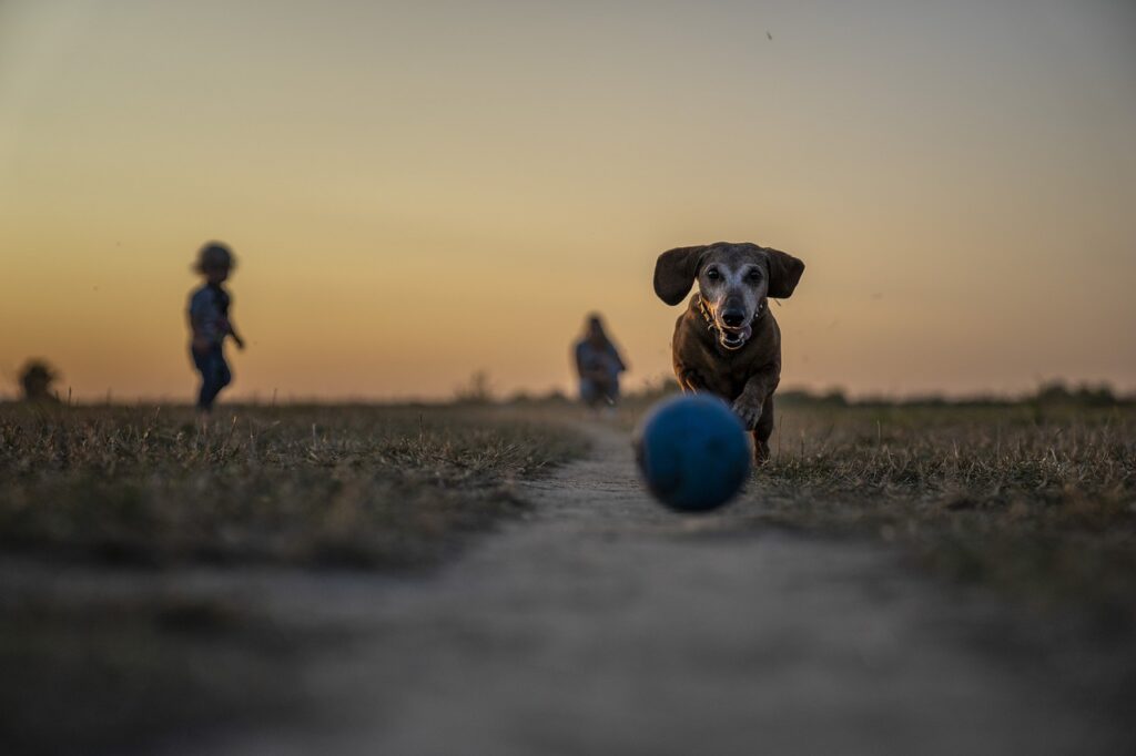 わんスポット_犬と夜まで遊ぶ